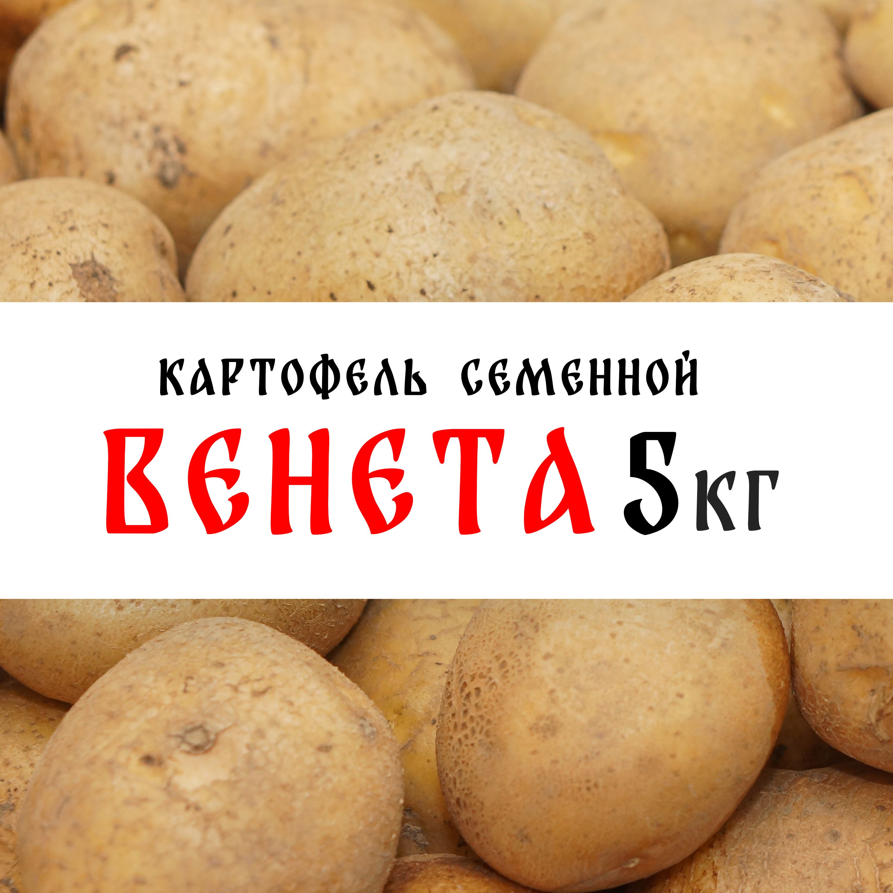Картофель Семенной Венета купить – семена на OZON по низкой цене