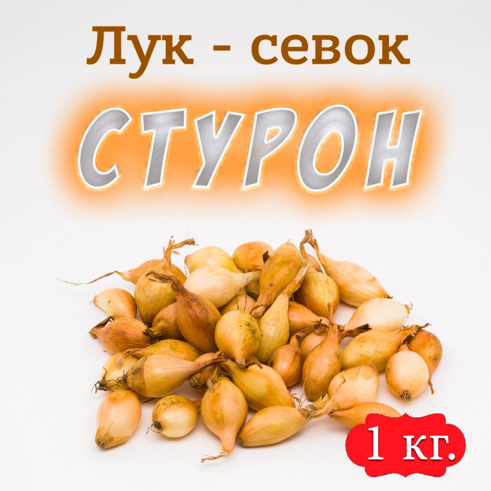 Лук Стурон Описание Сорта Фото Отзывы Цена