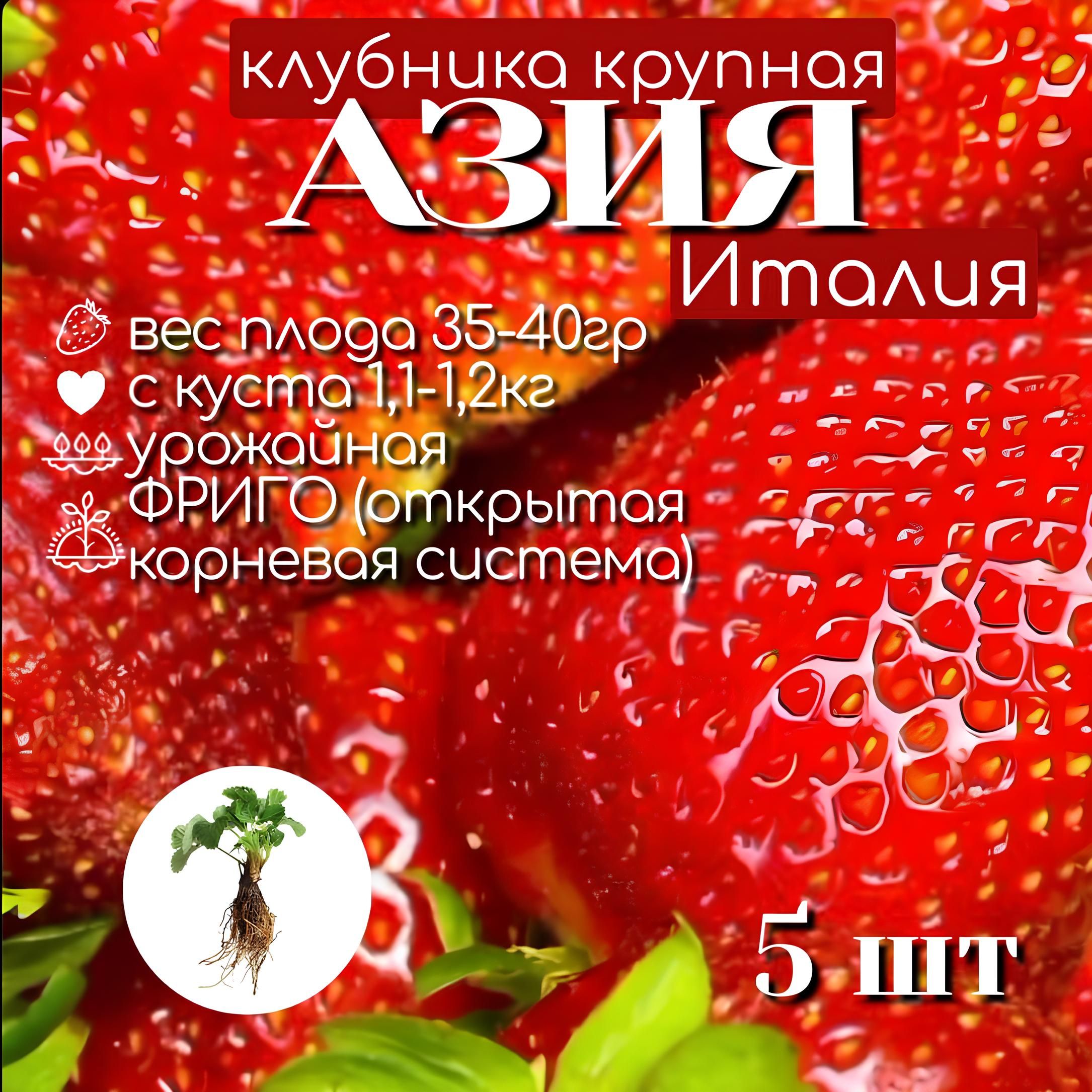 Земляника Азия Купить Семена