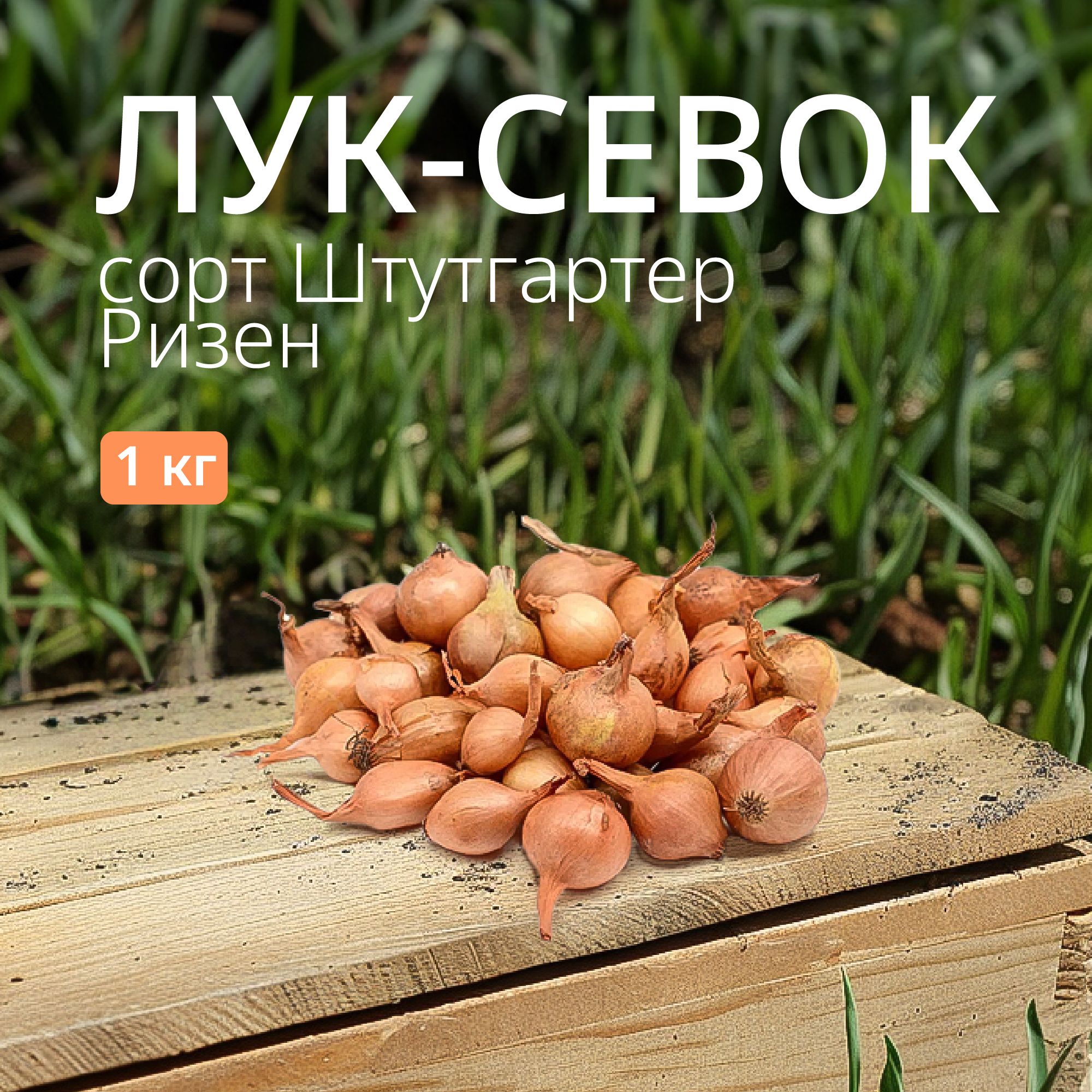 Лук севок Штутгартер Ризен 1 кг. Урожай 2023