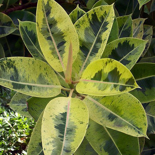 Фикус Шривериана Муншайн 40*12