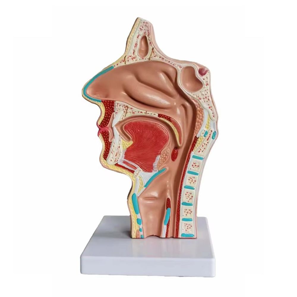Медицинская анатомическая модель полости носа, рта и горла человека.