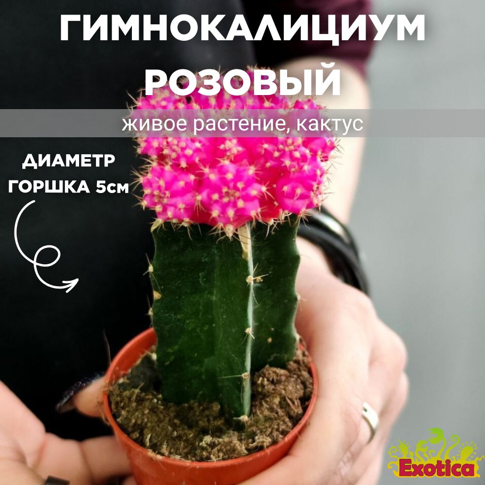 Кактус Гимнокалициум Михановича Розовый (Gymnocalycium Mihanovichii Pink) D5см