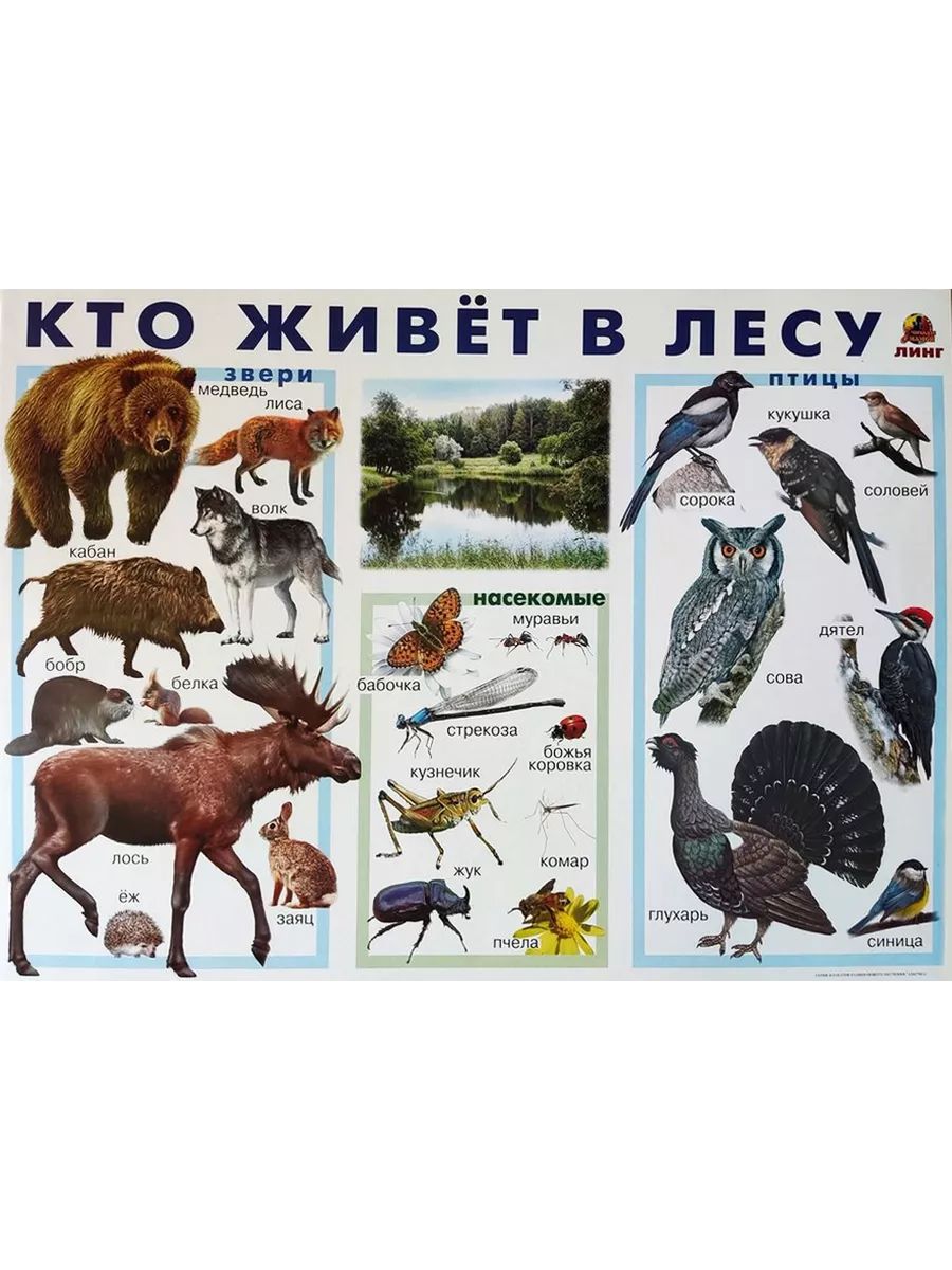 Какие животные обитают в сосновом лесу