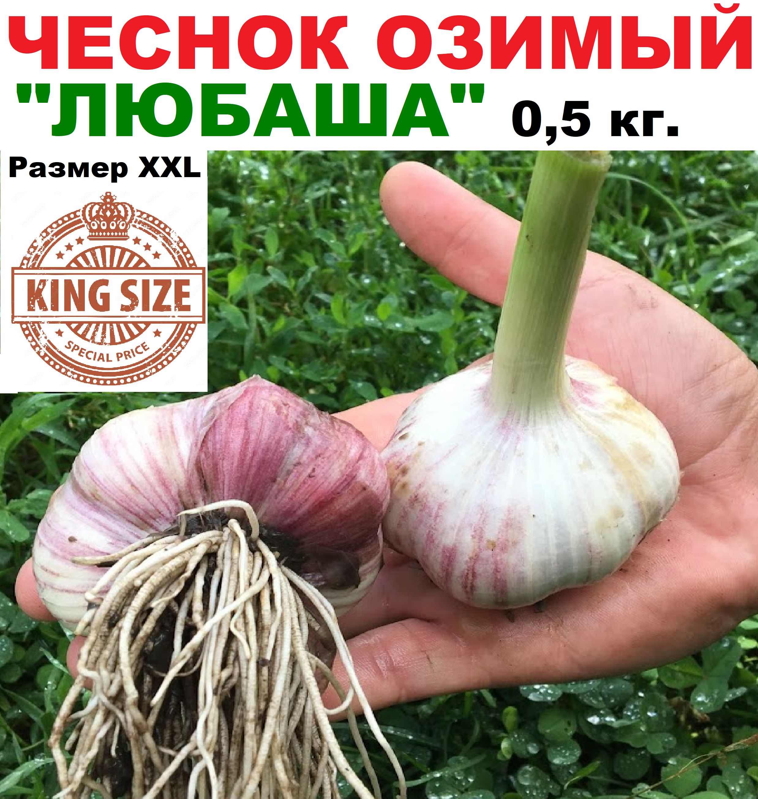 Чеснок озимый крупный...