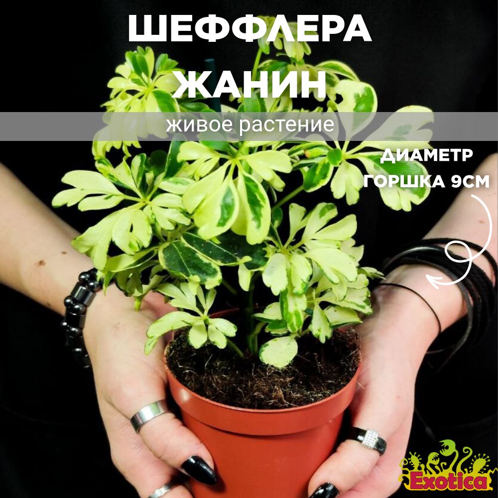 Шеффлера Арборикола Жанин (Schefflera Arboricola Janine) D9см