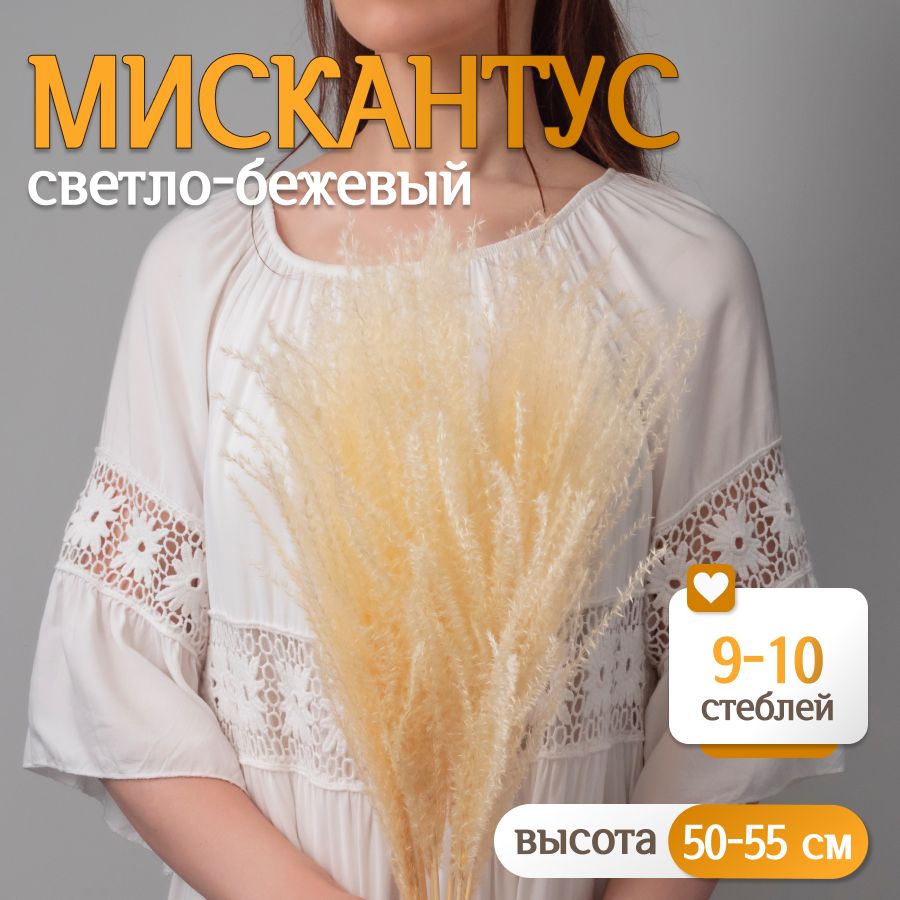 Мискантус светло-бежевый Сухоцветы от Elka.bio