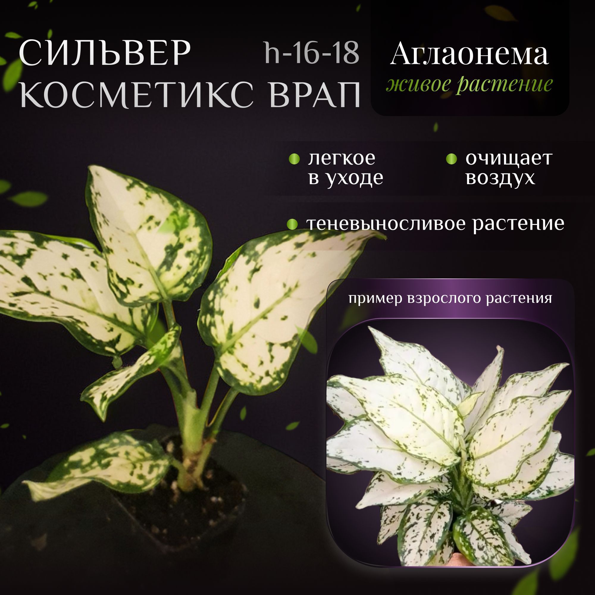 Аглаонема Сильвер Косметикс Врап (Aglaonema Silver Cosmetics Wrap) d5 h 16-18