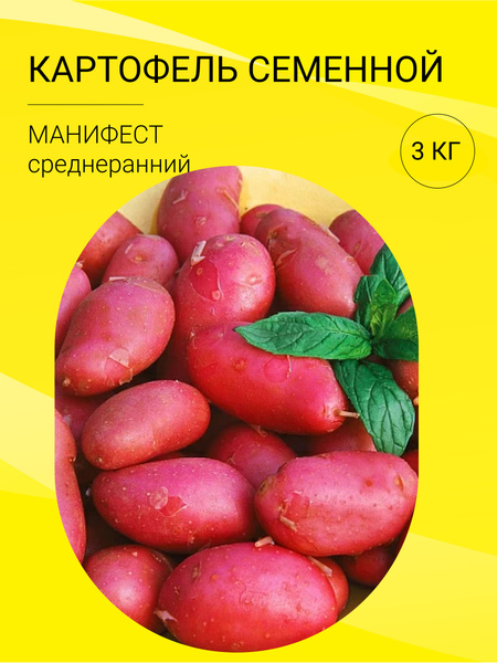 Клубни Картофель купить по выгодной цене в интернет-магазине OZON ...