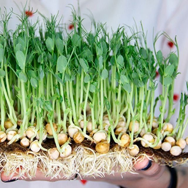 Микрозелень микрозелень - купить по выгодным ценам в интернет-магазине ...