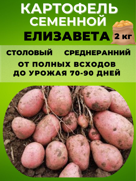 Картофель Magic Garden Картофель семенной ,клубни на посадку - купить ...
