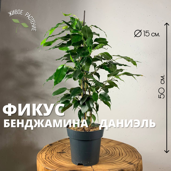 Фикус Бенджамина Даниэль комнатное живое растение, диаметр горшка 15 см ...