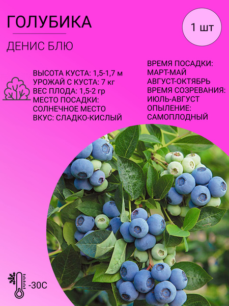 Голубика Голубика Денис Блю - купить по выгодным ценам в интернет-магазине OZON  - Товар на картинке можно купить.