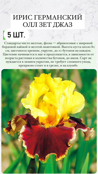 Луковицы Ирис сетчатый или иридодиктиум, Ирисы купить по выгодной цене ...