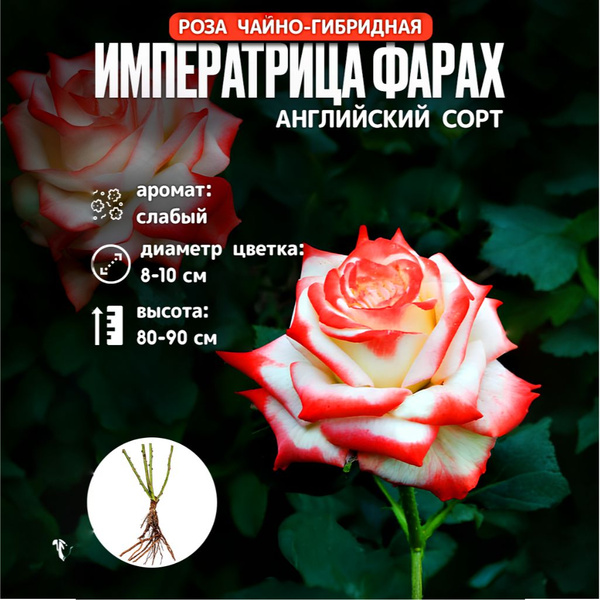Роза чайно-гибридная Императрица Фарах, Саженец розы - купить с ...