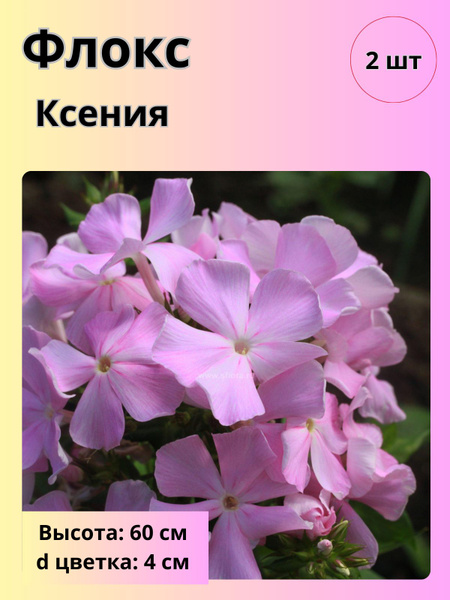 Характеристики Флоксы саженцы, многолетние цветы для сада, 2 шт ...