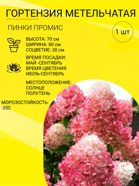 Гортензия Гортензия метельчатая саженец_Пинки Промис - купить по ...
