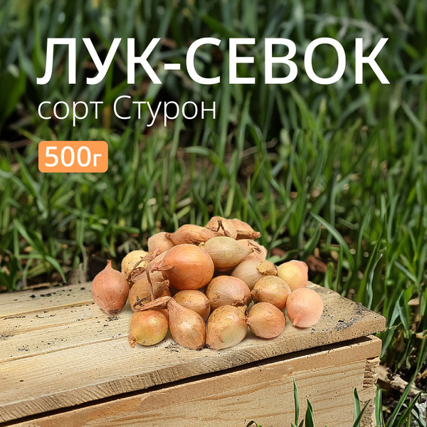 Лук севок Стурон 0,5 кг. Урожай 2024 купить на OZON по низкой цене ...