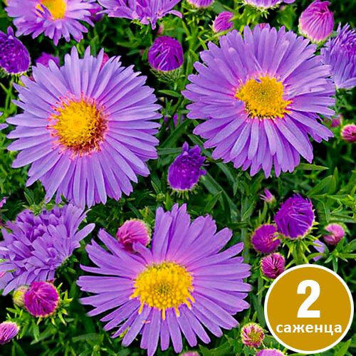 Луковицы Астры многолетние Садовый Мир купить по выгодной цене в ...