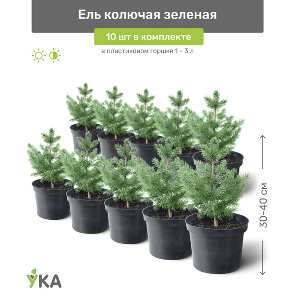 Ель колючая зелёная 30-40 см в пластиковом горшке 1-3 л, саженец ...