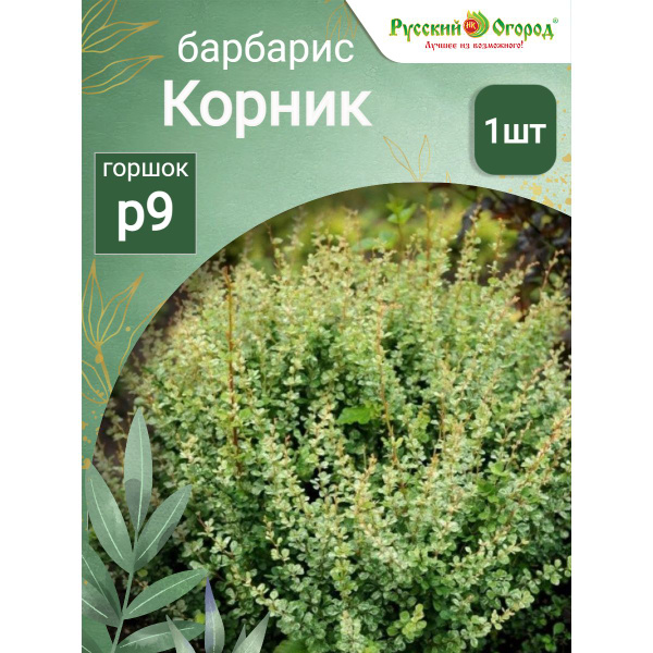 Барбарис тунберга Корник - купить с доставкой по выгодным ценам в ...