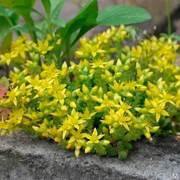 Hylotelephium 'Lime Twister' - World of Succulents Sedum plant, Blooming succule