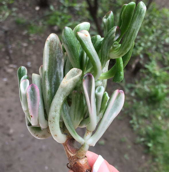 Крассула коллекционная Голум вариегатный (окс) 10+ см Crassula Gollum ...
