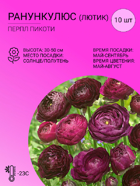 Лютик (Ранункулюс садовый) Лютик - купить по выгодным ценам в интернет ...