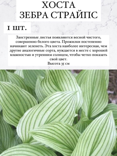 Хосты Хосточкааа - купить по выгодным ценам в интернет-магазине OZON ...