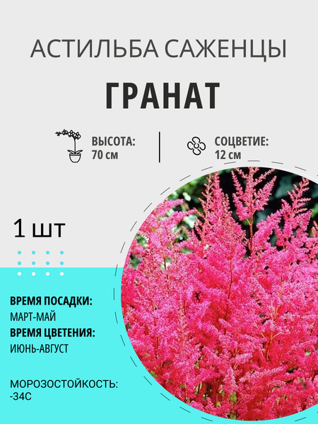 Астильба астильба1шт_Гранат - купить по выгодным ценам в интернет ...