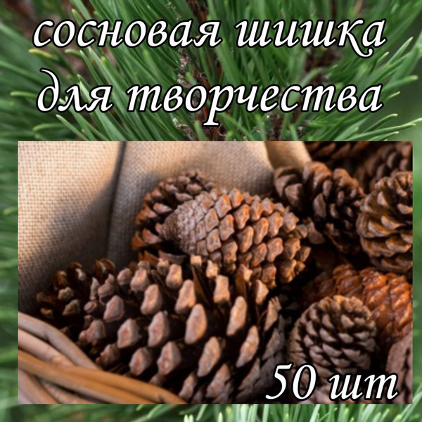 Сосновые шишки - купить с доставкой по выгодным ценам в интернет ...