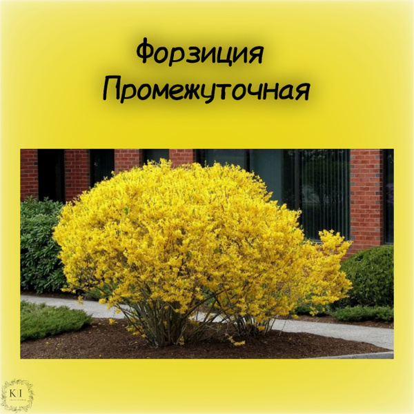 Форзиция Промежуточная - купить с доставкой по выгодным ценам в ...