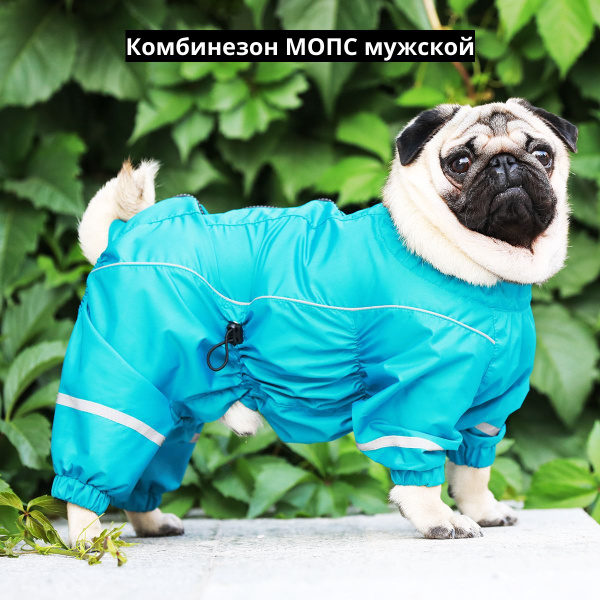 Комбинезон для собак породы мопс Chill Choll влагозащитный для мальчика ...