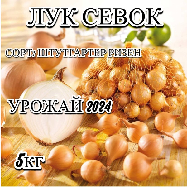 Лук севок, Лук Лук севок_Штутгартер ризен - купить по выгодным ценам в ...