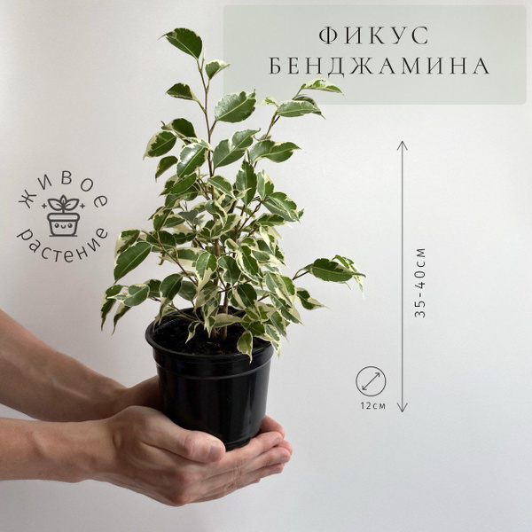 Фикус светло-зеленый, зеленый, 12 дм, 1 шт - купить по выгодной цене в ...