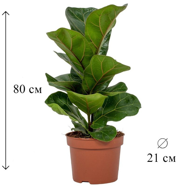 Фикус зеленый, 21 дм, 1 шт - купить по выгодной цене в интернет ...