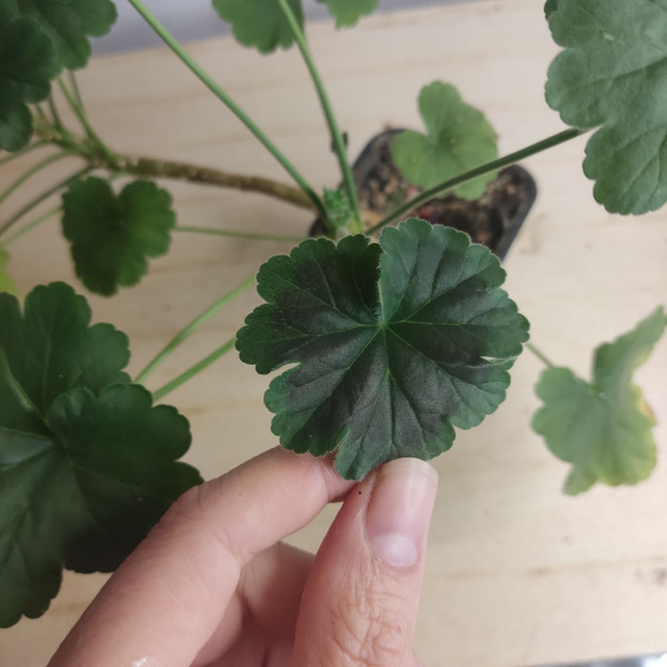 Герань Коричневый лист с зеленой каймой, 5 дм, 1 шт - купить по ...