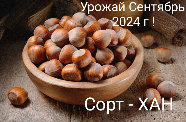 Фундук в скорлупе 1 кг сорт ХАН 1000 гр орехи неочищенный в скорлупе ...