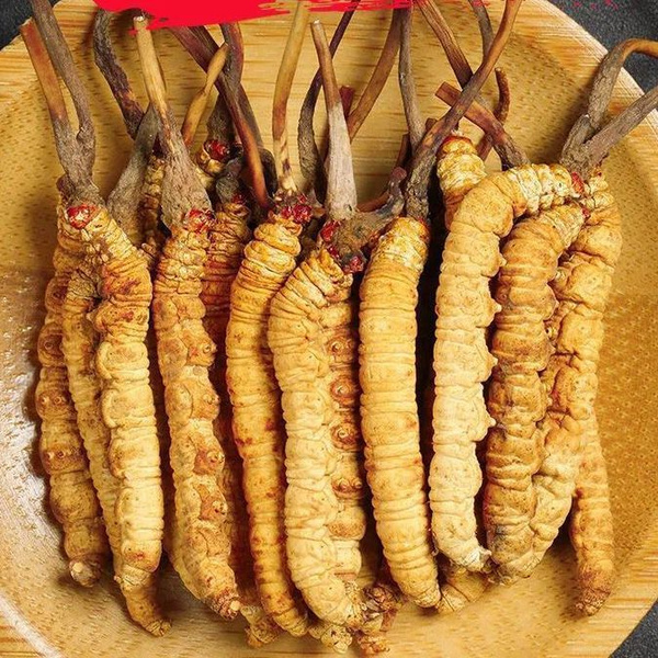 Китайский кордицепс sinensis, фирменное блюдо Тибета, Китай (10 шт ...