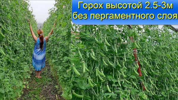 Горох Горох высокорослый до трех метров без пергаментного слоя от ...