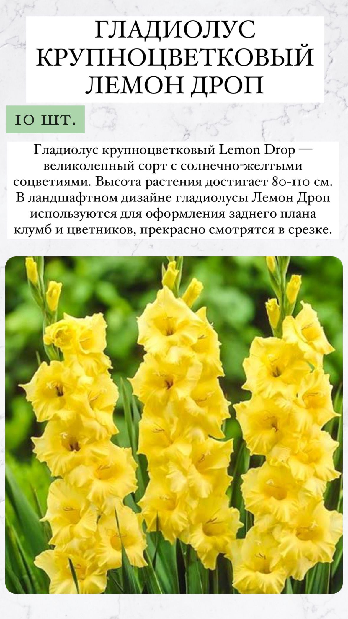 Гладиолусы Купить Луковицы Интернет Магазин