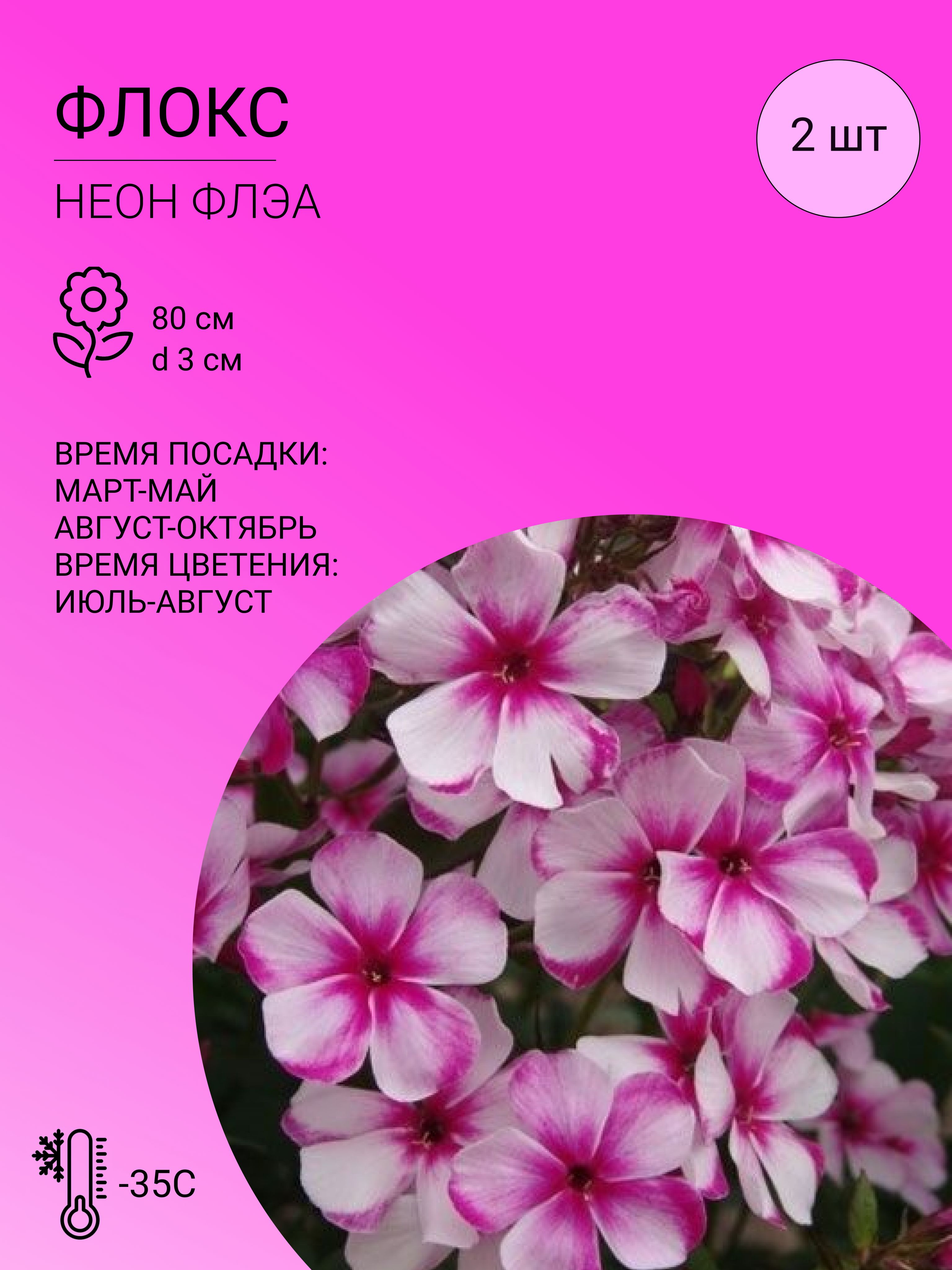 Флоксы характеристика