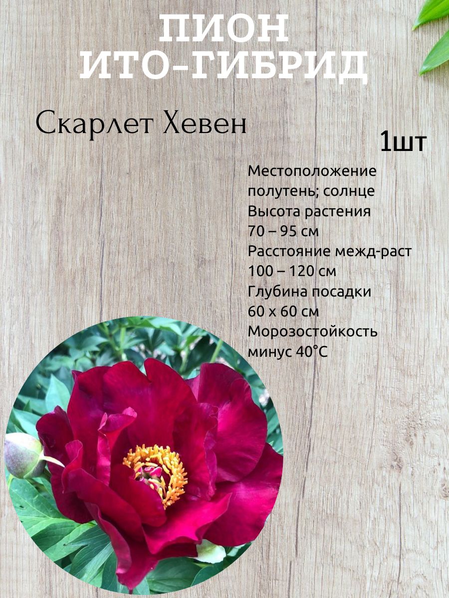 Корневища Пионов Купить В Интернет Магазине