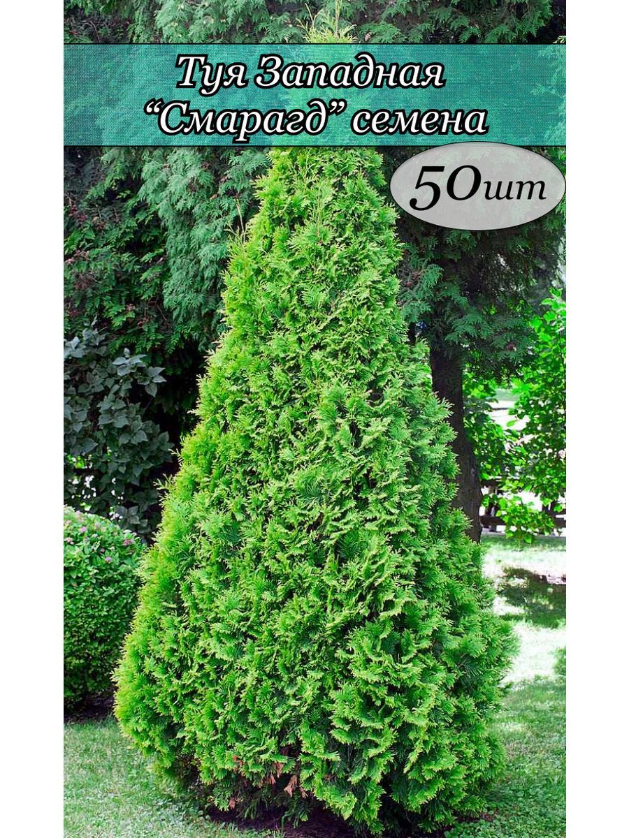 Купить Семена Туи Западной