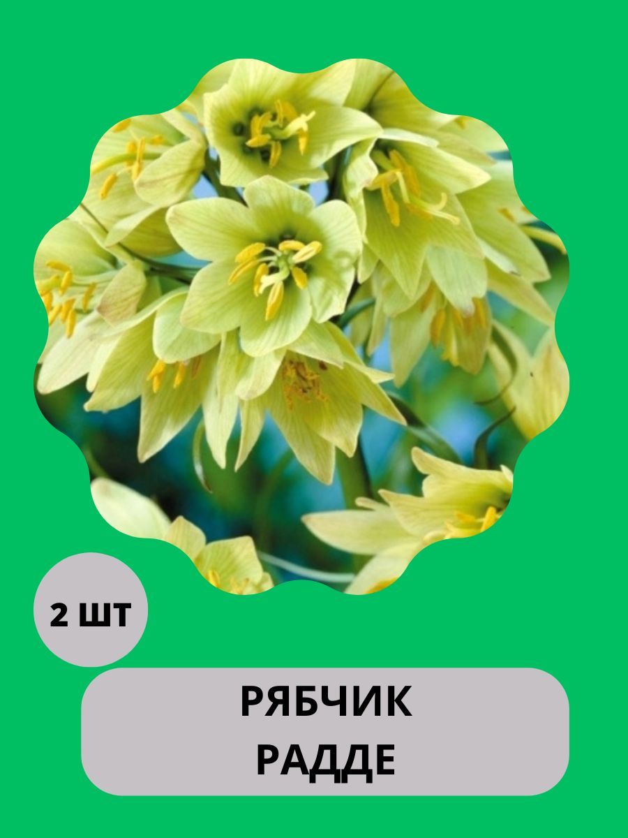 Купить Луковицы Рябчиков Недорого