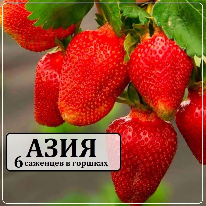 Саженцы Клубники сорт "Азия" 4шт. в горшках Р9, КСД