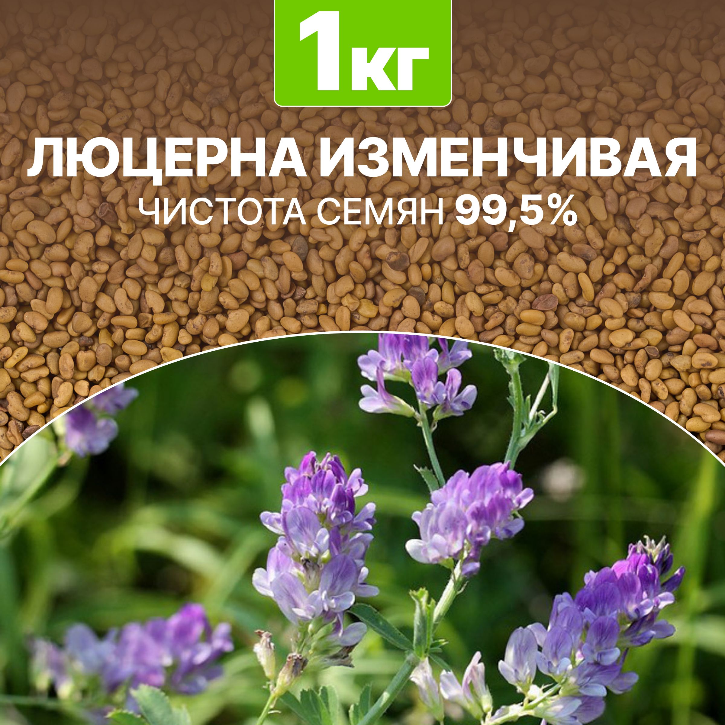 Купить Семена Люцерны Санкт Петербург