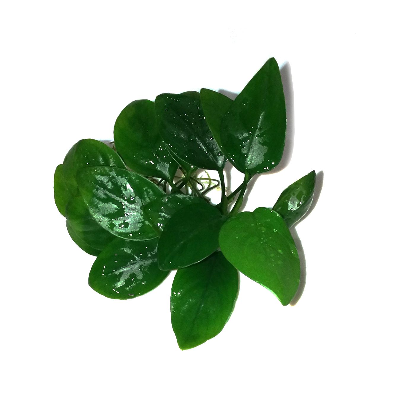 Живое аквариумное растение Анубиас Нана (Anubias barteri var. Nana), 1 куст