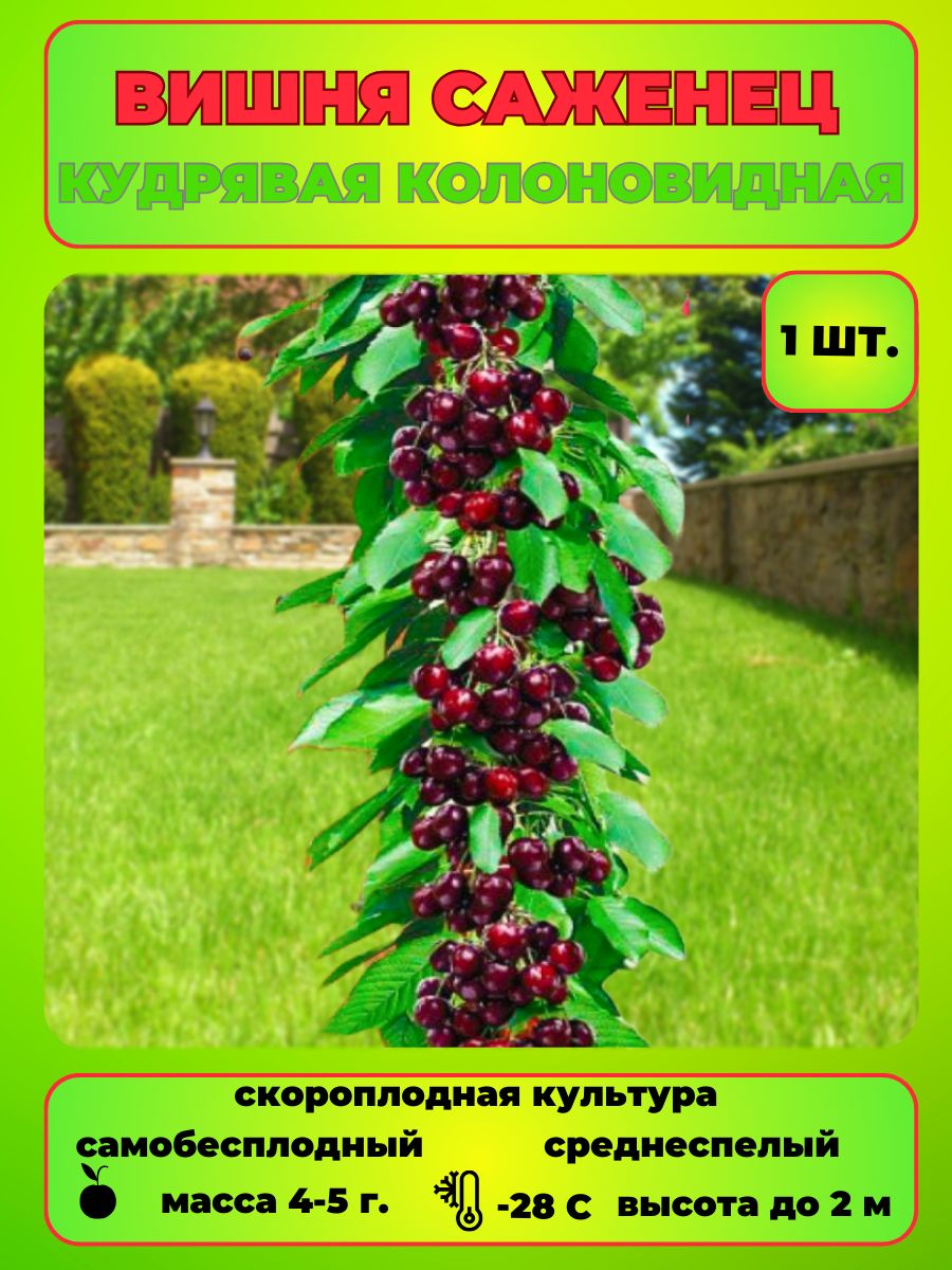 Лучшие колоновидные вишни. Вишня колоновидная малютка. Черешня колоновидная хелена. Вишня колоновидная малютка. Черешня колоновидная хелена дерево.