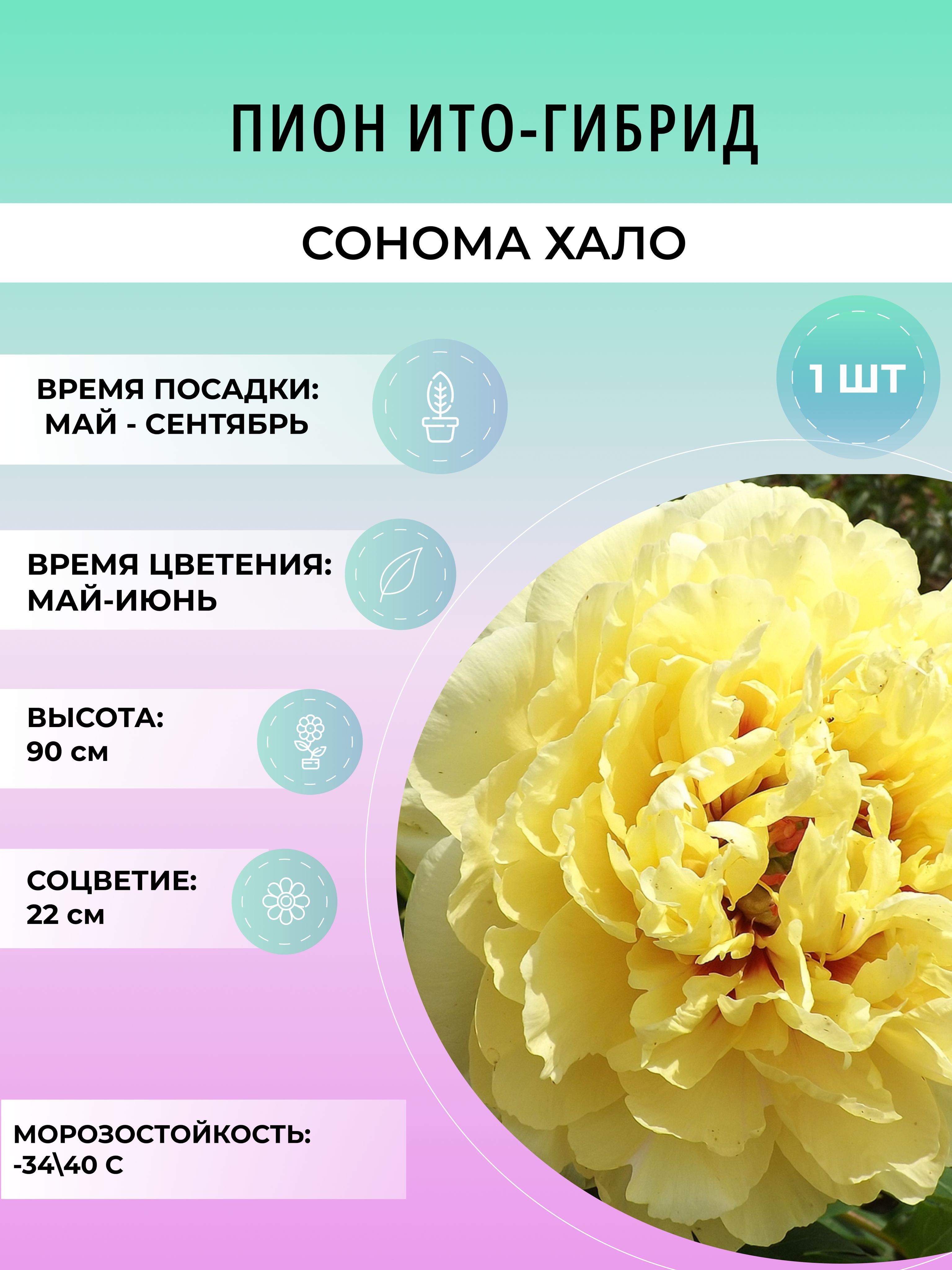 Японский пион